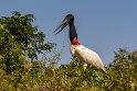 061 Noord Pantanal, jabiroe